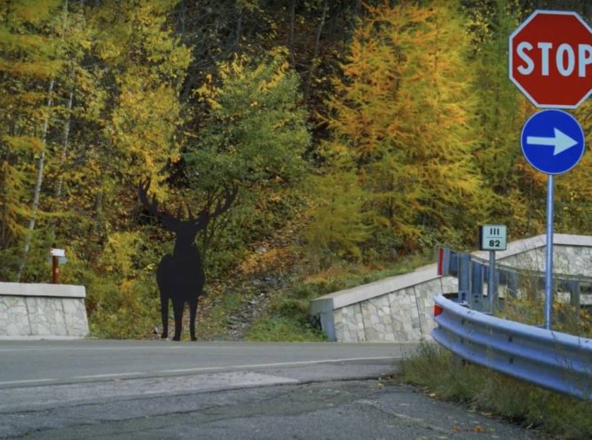 SPIA: l'app che consente di evitare incidenti stradali con la fauna selvatica. Adottata da Città metropolitana di Torino